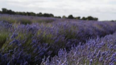 Assessing the Safety of Lavender for Cats
