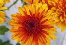 Chrysanthemums: A Toxic Flower for Cats?