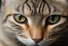 Nine Lives: One Cat's Recovery from Illness