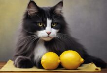is lemon safe for cats